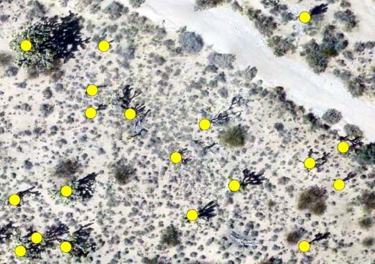UAS acquired image showing Joshua trees (yellow dots) identified with feature extration