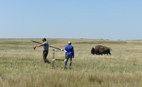 Preparing the bungee launcher while a buffalo passes by