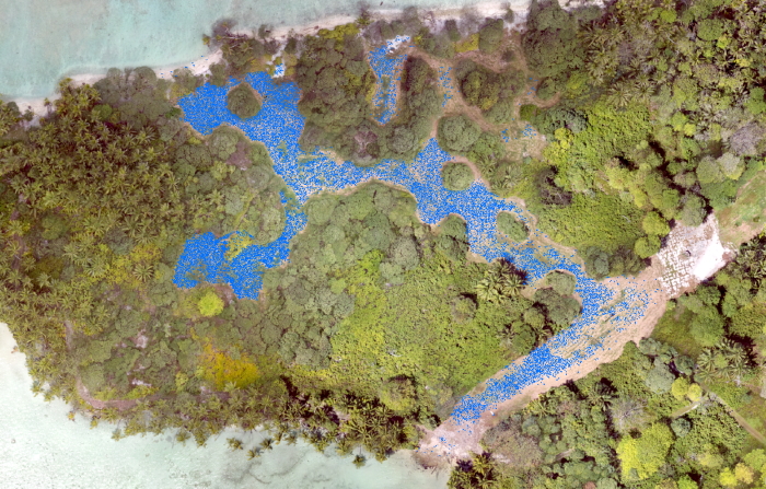 Extracted bird locations (blue) on a natural color image