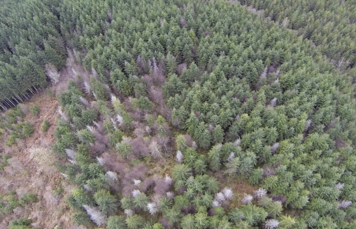 Still image from the GoPro video of the study site taken from a Raven UAS
